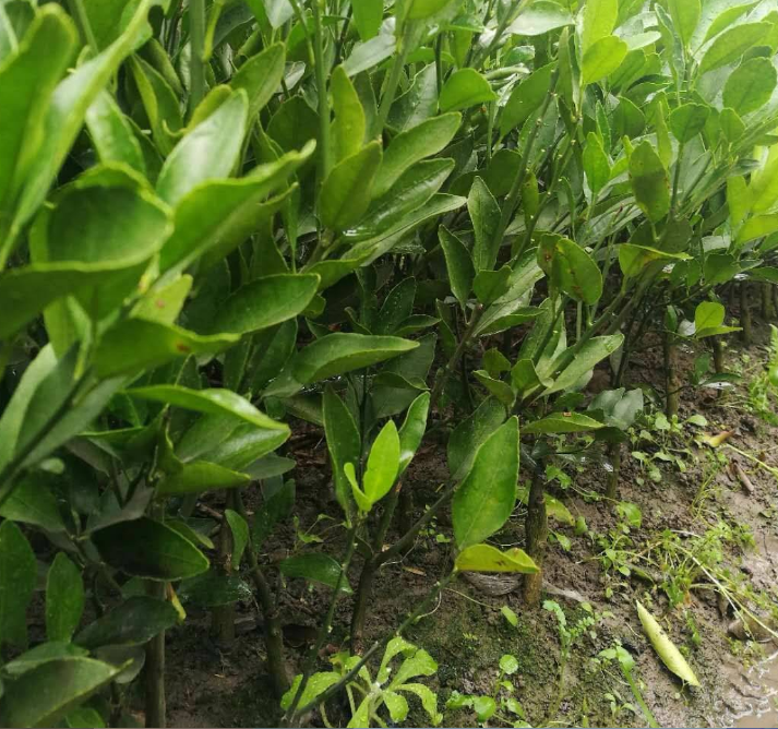 沃柑幼苗 沃柑种苗 嫁接柑橘苗 江西水果苗