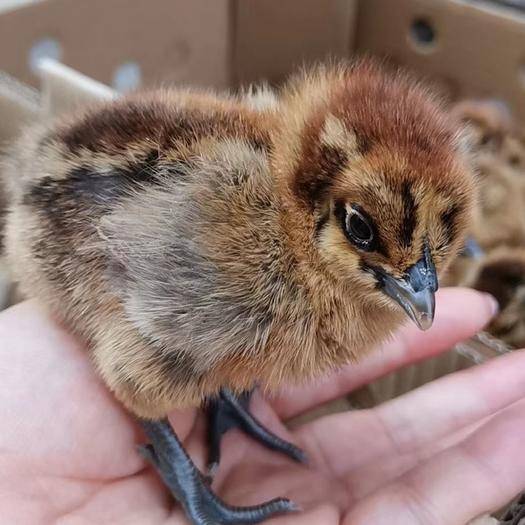 麻乌鸡苗麻羽乌骨鸡苗批发乌鸡苗供应价格快大型麻乌鸡苗