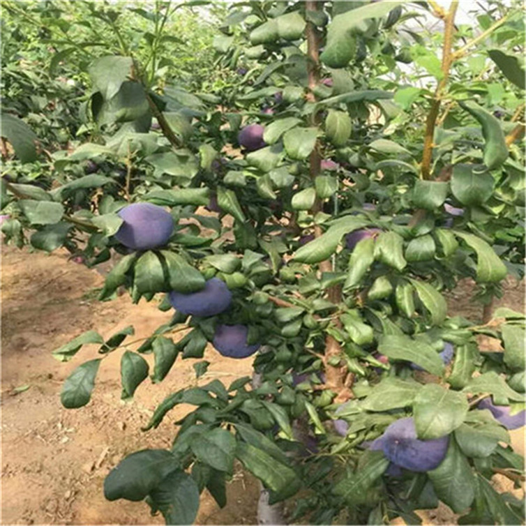好果苗农业 厂家 法兰西西梅李子苗 三华李子苗批发基地