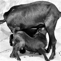 山羊羔羊饲料配方及养殖技术  黑山羊养殖，母羊产羔房，加强饲养管理