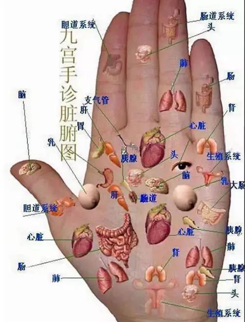 舌诊脏腑全息图图片