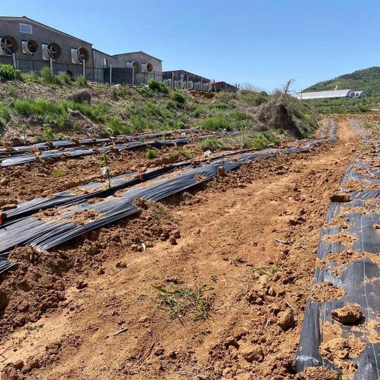 园艺防草地布除草地布果园防草布价格