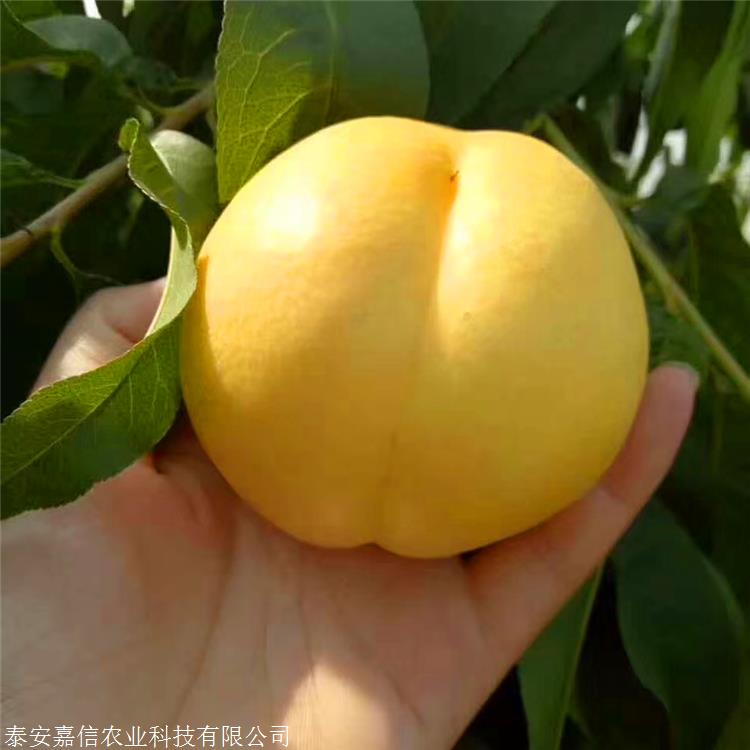 中油金缘桃苗成熟时间