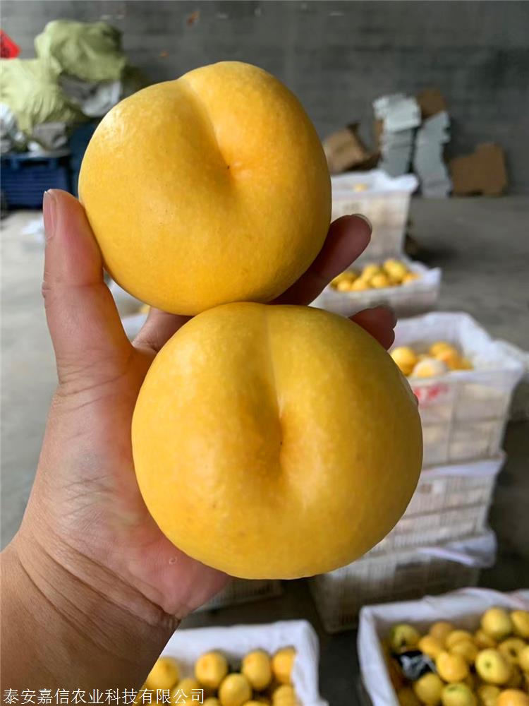 中油金缘桃苗成熟时间