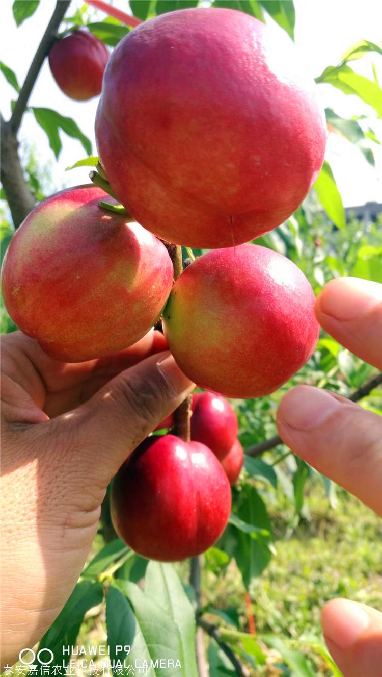 中油金缘桃苗报价