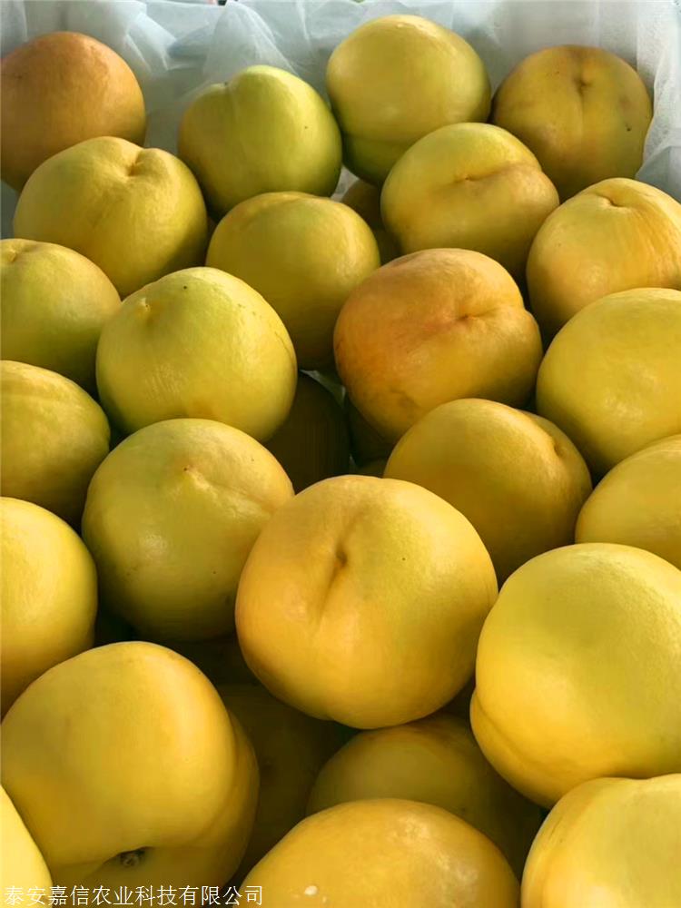 中油珍珠0号:mini型黄肉小油桃新品种.5月下旬成熟,果实发育期55天.