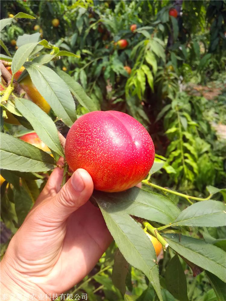 中油金缘桃苗特性