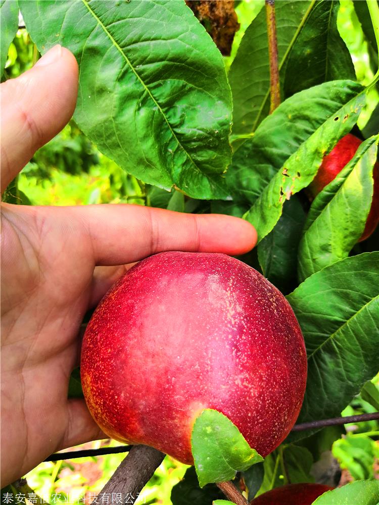 中油金缘桃苗报价及简介