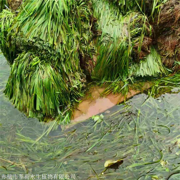 莘荷水生河道绿化苦草矮生刺苦草成活率高