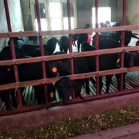 养殖黑山羊，饲草量的计算公式