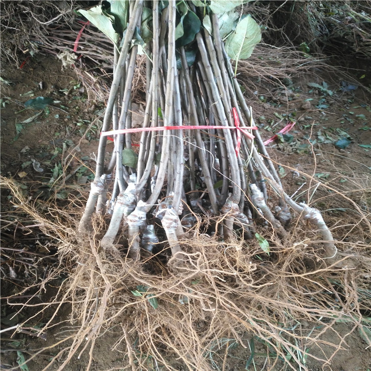 苹果苗哪里有矮化苹果苗短枝密植苹果苗价格