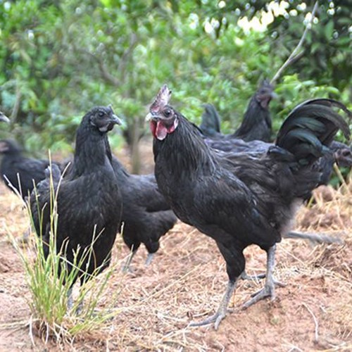 成年五黑鸡价格那里有出售纯种五黑鸡的