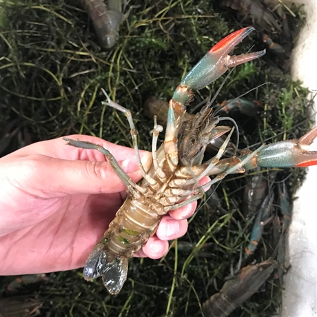 養殖基地直供1兩以上澳洲淡水龍蝦青龍蝦小青龍淡水大龍蝦藍龍