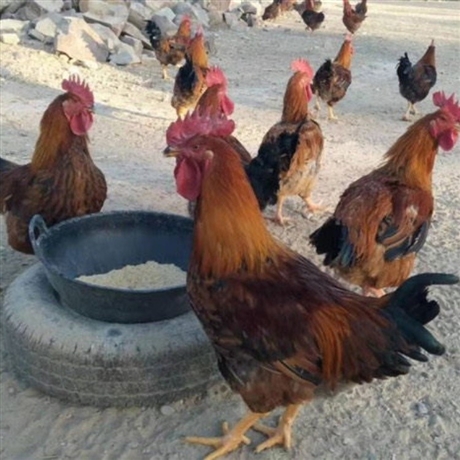 天露麻鸡5号鸡苗温氏麻鸡六号鸡苗杂交大公鸡苗批发价格