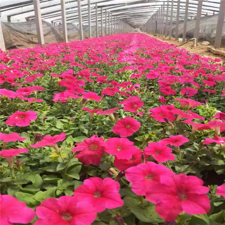 牽牛花價格牽牛花基地大量種植多色牽牛花