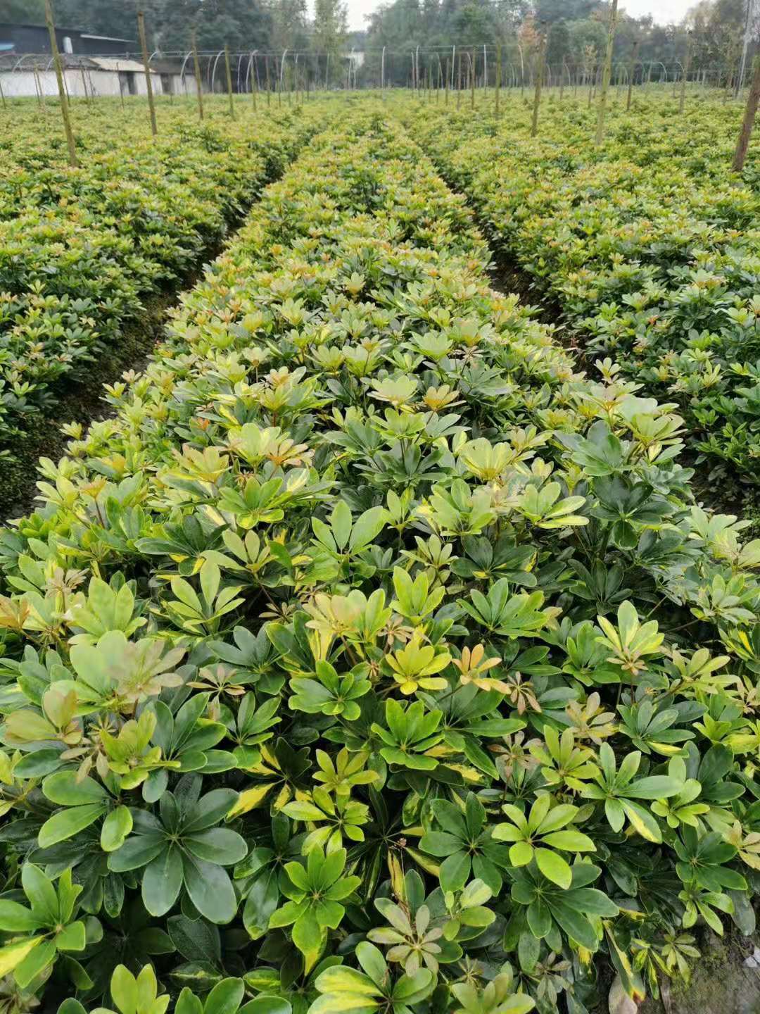 鸭脚木供应 成都鸭脚木批发 地被灌木草花出售 鸭脚木销售 价格