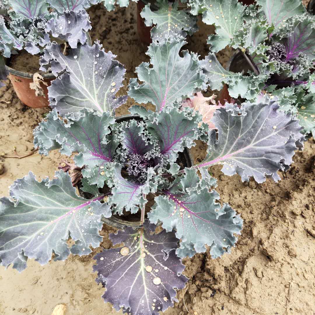 羽衣甘蓝 羽衣甘蓝种植 甘蓝自家苗圃种植 基地直销 绿化甘蓝