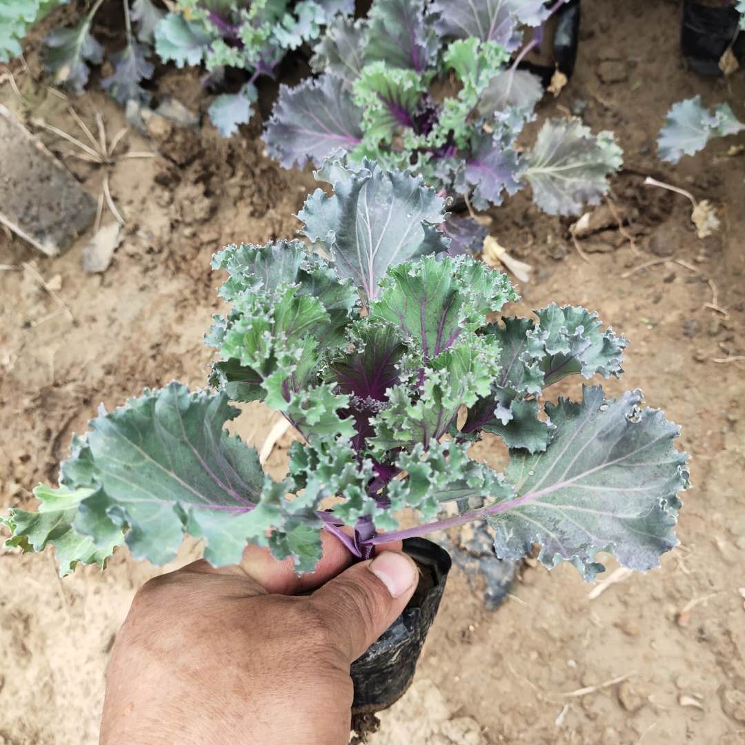 鸽系羽衣甘蓝,欧系羽衣甘蓝质量保证,量大优惠,基地直销-搜了网