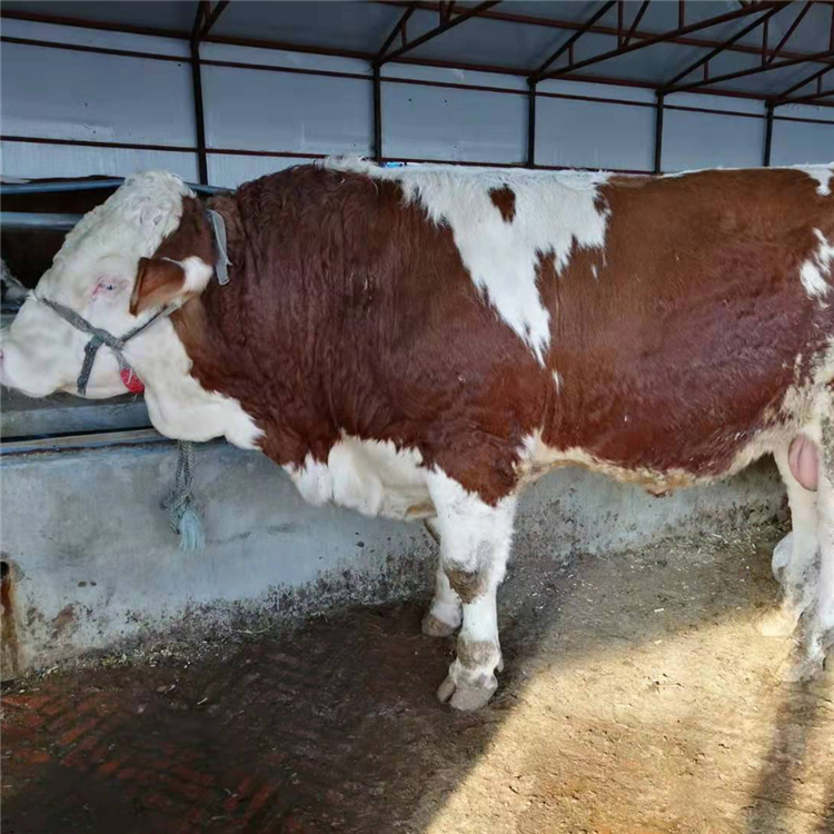 西门塔尔牛厂家肉牛养殖场四个月左右西门塔尔犊子价格