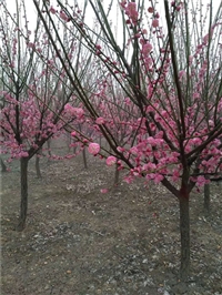 河南梅花种植销售基地