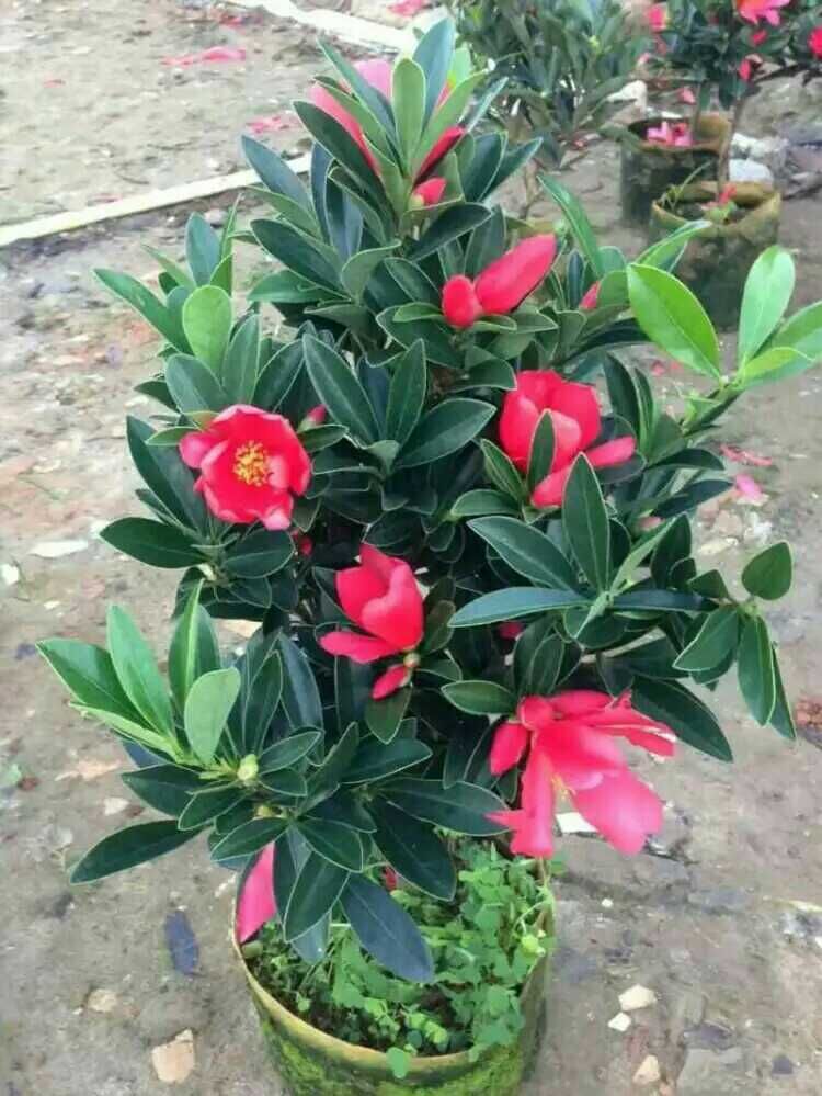 供應杜鵑紅山茶四季茶花苗圃基地