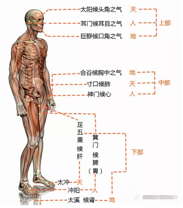 中医脉诊-教你如何把脉
