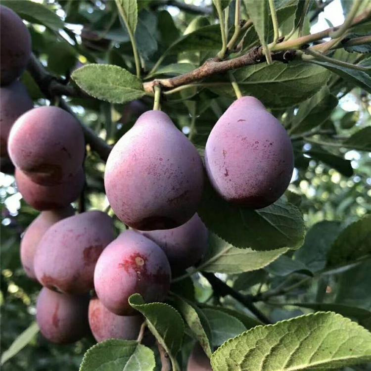 西梅皇后李子苗基地 5年大红袍李子树苗 国迎 技术指导