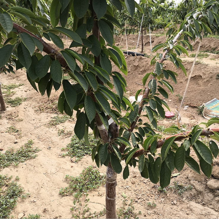 甜度极高俄罗斯八号樱桃苗品种优良矮化樱桃苗