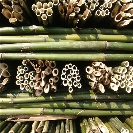 厂家批发2米5西红柿架杆