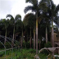 基地直销布迪椰子  浙江布迪椰子价格 各规格 棕榈树 大型椰子树