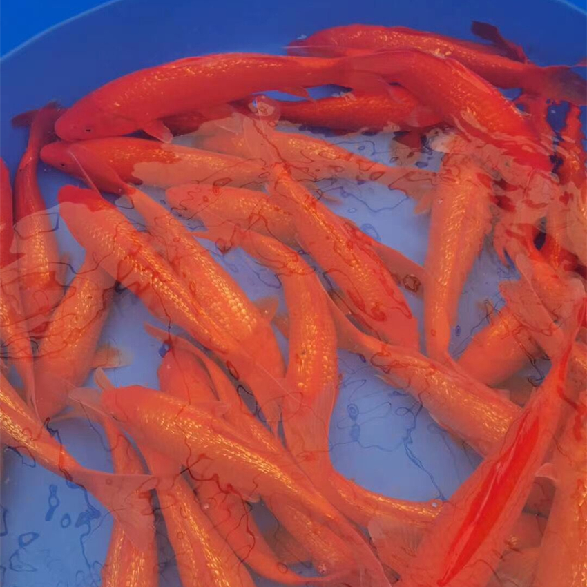 纯种日本火红火鲤红锦鲤鱼批发