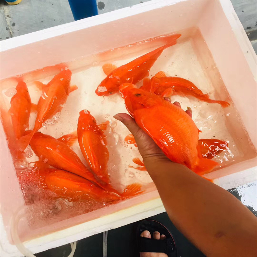 荷包元宝红鲤观赏鱼红鲤鱼批发