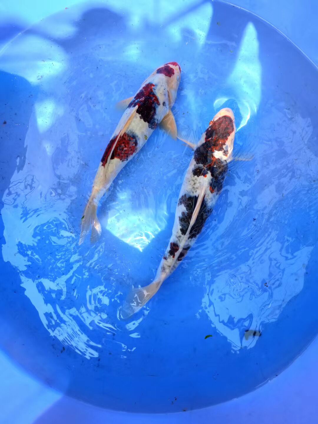 渔场直供紫衣红衣葡萄衣日本锦鲤