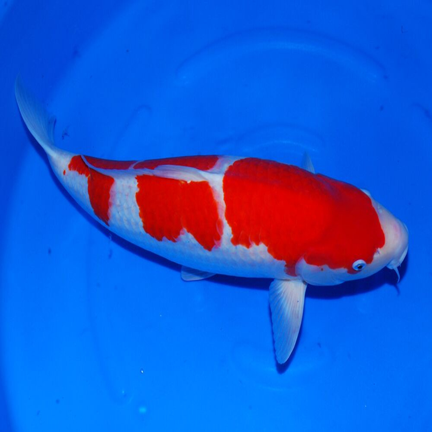 渔场50cm大规格红白锦鲤种鱼批发