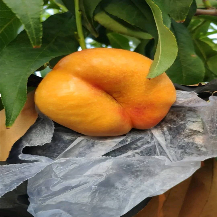 新川中岛桃树苗品种简介新川中岛桃树苗品种介绍