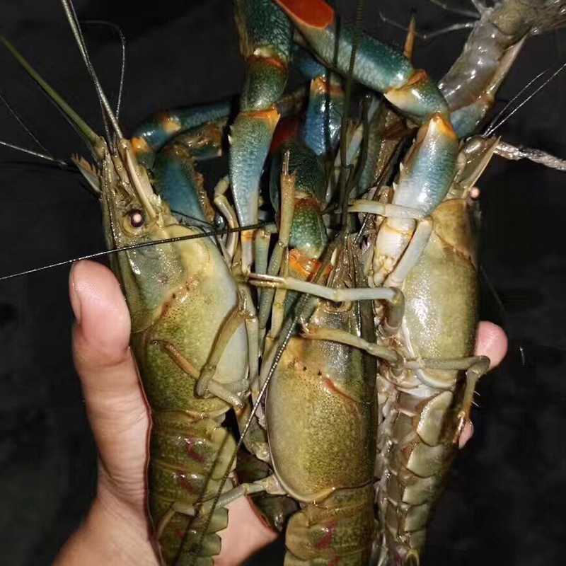优质供应 鲜活 澳洲淡水小龙虾 淡水小澳龙1-4两批发全国直达包邮