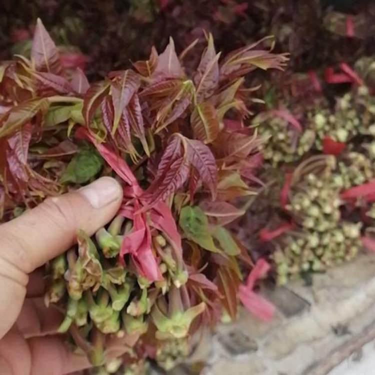 香椿芽樹苗基地報價大棚紅油香椿苗栽植方法香椿種子價格