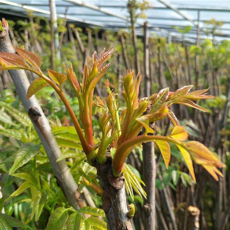 5公分香椿苗種植基地 5公分露天香椿苗