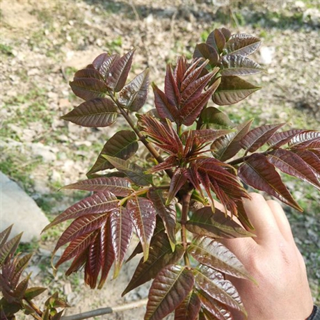 1公分香椿树椿芽苗出售红叶香椿种子