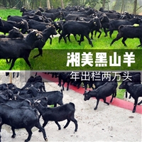 黑山羊养殖，无需给羊补充脂肪养分