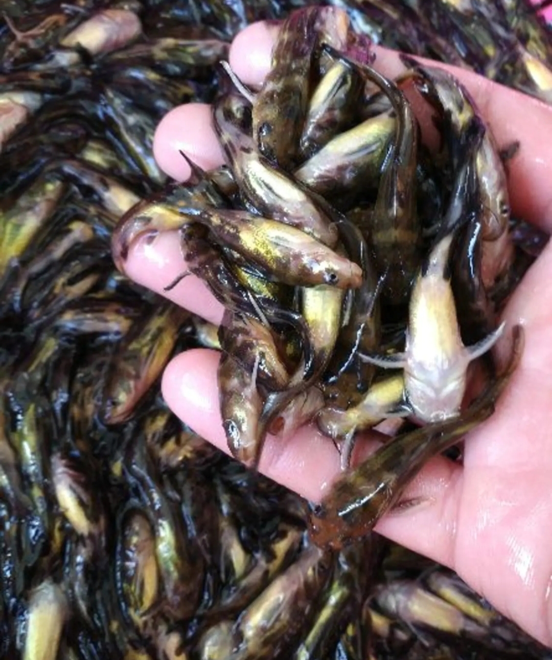 宣城黄辣丁苗批发 黄颡鱼苗昂刺鱼苗 基地现场打捞