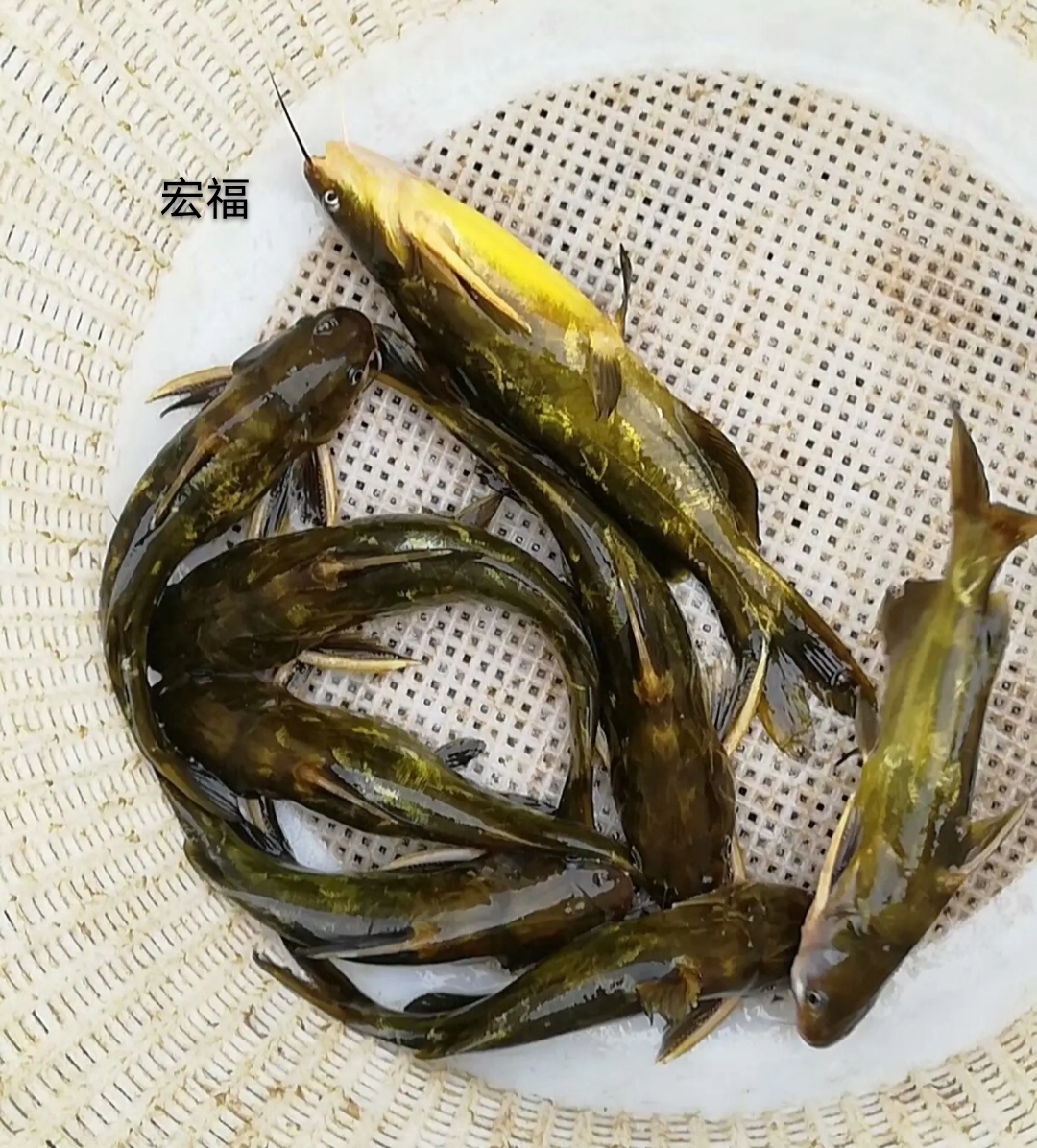 黄骨鱼收购多少一斤 黄骨鱼一亩养多少尾苗