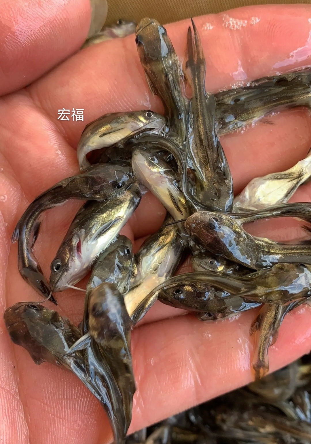 黄辣丁养殖前景 铜陵黄颡鱼养殖基地 评为当地扶贫产业