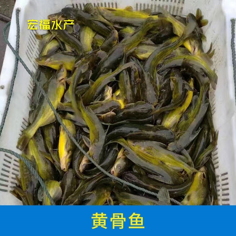 黄骨鱼养殖成本 黄骨鱼养殖成本和利润