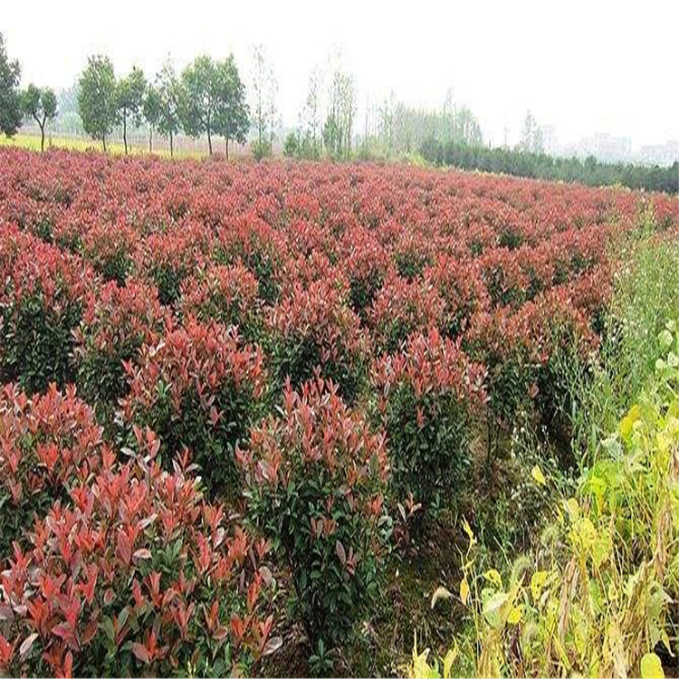 優質紅葉石楠苗木種植基地批發精品紅葉石楠