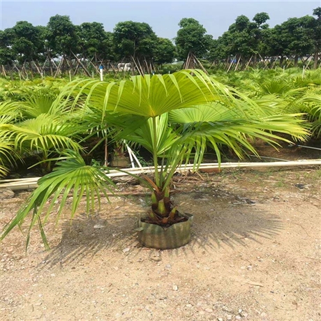 蒲葵貴州蒲葵價格產地直銷各種棕櫚樹