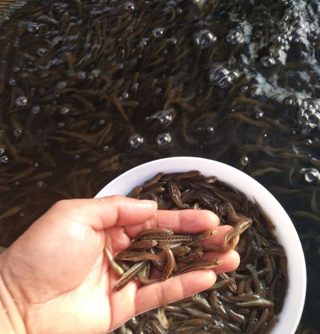 湖南黑鱼苗厂家 出售本地乌鱼苗活体鱼苗 生长快
