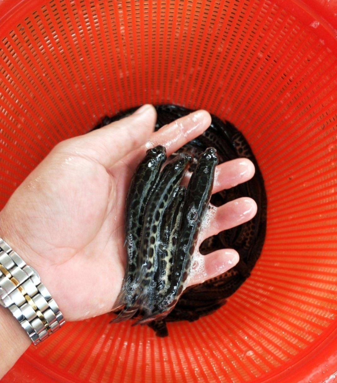 本地黑鱼苗批发 上饶乌鱼苗价格行情 欢迎来电咨询