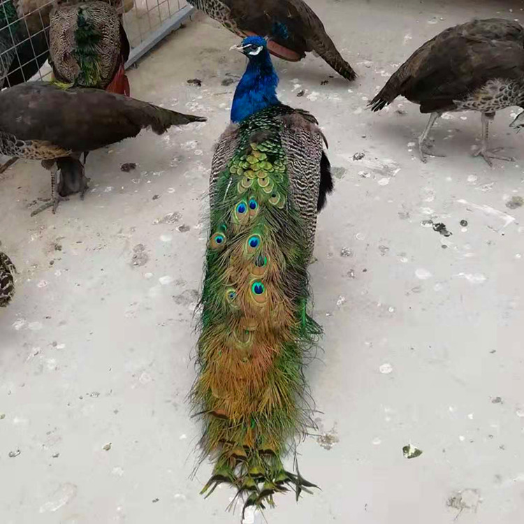 两个月蓝孔雀苗批发孔雀苗出售地址