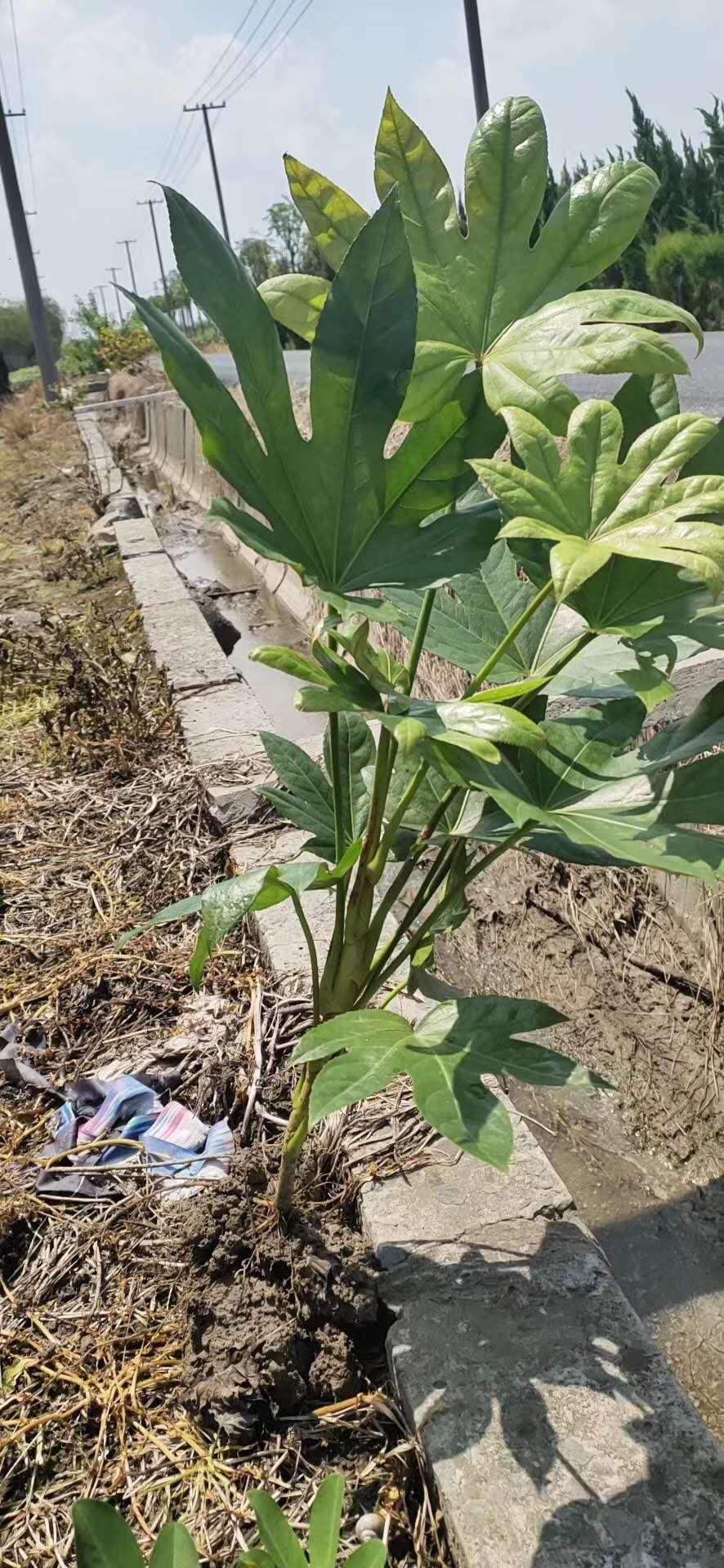 八角金盘小苗 浙江八角金盘供应 造价信息查询